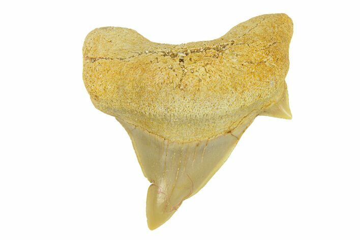 Pathological Otodus Shark Tooth - Morocco #289618